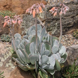 Red Edged Pig's Ear, Cotyledon orbiculata in flower