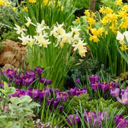 Crocus vernus Bulbs Remembrance With Daffodils
