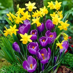 Crocus vernus Bulbs Remembrance Daffodil Tete-A-Tete