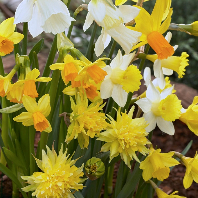 Rock Garden Daffodil Mix, Narcissus Rock Garden Mix, Yellow & White Mixed Daffodils 