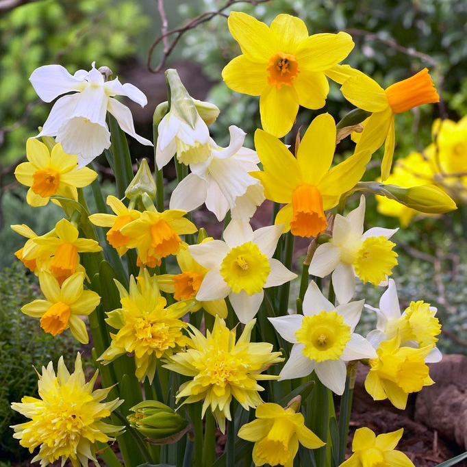 Rock Garden Daffodil Mix, Narcissus Rock Garden Mix, Yellow & White Mixed Daffodils Blooming