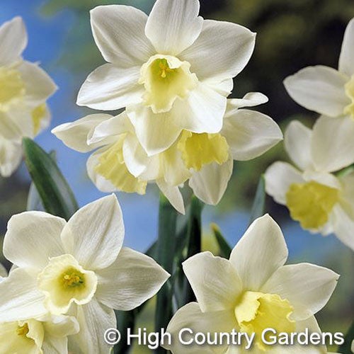 Tete-a-Tete White Miniature Daffodil