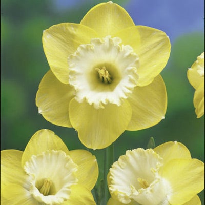 Day Dream Large Cupped Daffodil