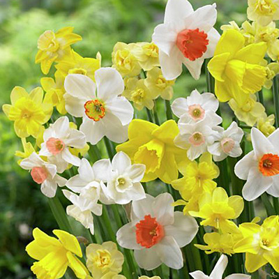 Fragrant Daffodil Mix