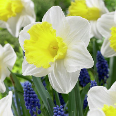Holland Sensation Trumpet Daffodil