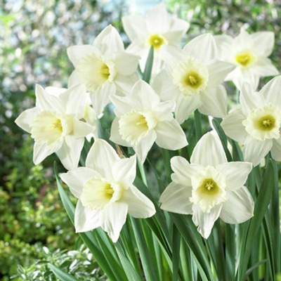 Mount Hood Trumpet Daffodil, Narcissus Mount Hood