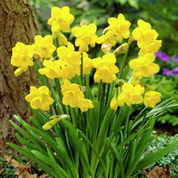Quail Daffodil