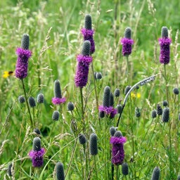 Purple Dalea (Petalostemon) purpureum, Dalea (Petalostemon) purpureum, Purple Prairie Clover