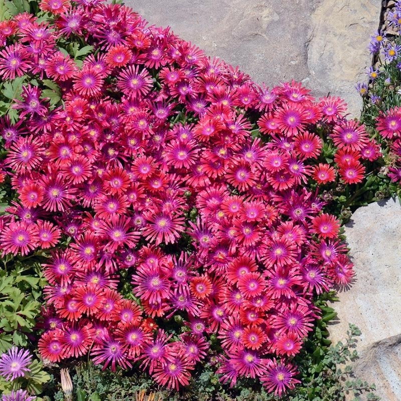 Granita ® Raspberry Ice Plant, Delosperma Granita Raspberry groundcover