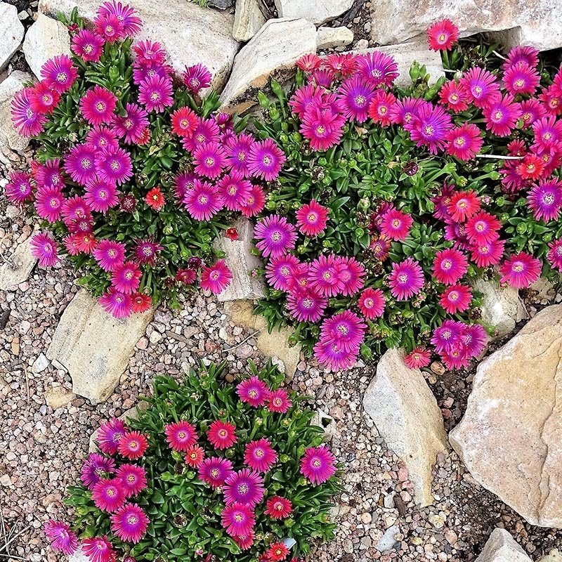 Granita ® Raspberry Ice Plant, Delosperma Granita Raspberry rock garden
