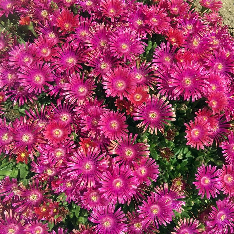 Granita ® Raspberry Ice Plant, Delosperma Granita Raspberry flowers close up