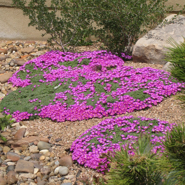 Lesotho Pink Ice Plant