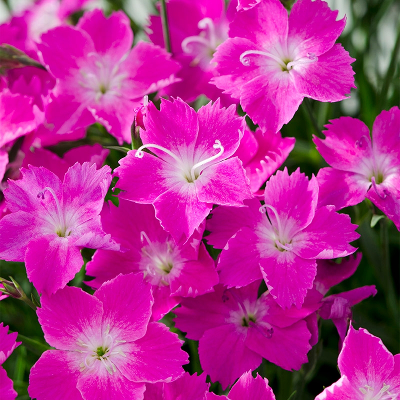 Kahori Pink® Dianthus, Close up of Pink Blooms