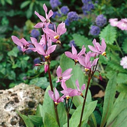 Pink and White Dodecatheon meadia Seeds, Dodecatheon meadia, Shooting Star Seeds