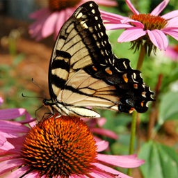 Butterfly and Hummingbird Wildflower Seed Mix - Echinacea