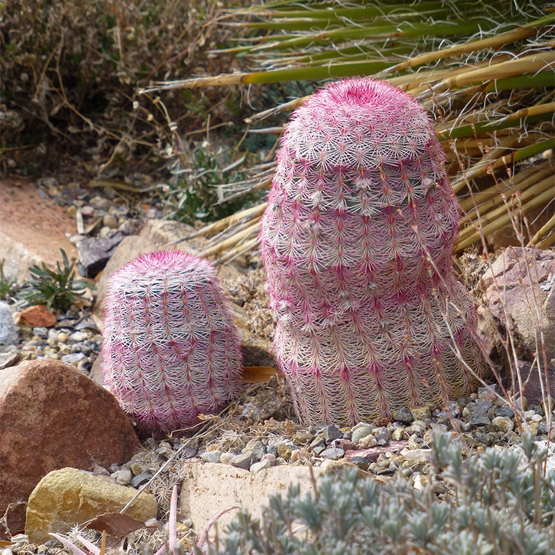 Rainbow Hedgehog Cactus,  Echinocereus rigidissimus,  New Mexico Rainbow Cactus