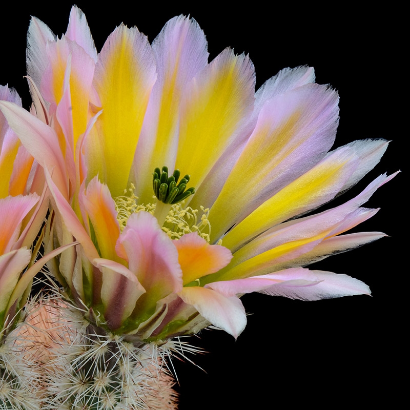 Texas Rainbow Hedgehog Cactus, Echinocereus dasycanthus
