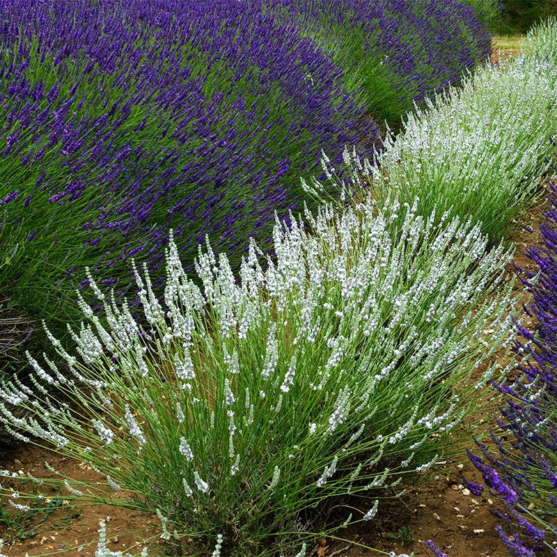 Edelweiss French Hybrid Lavender, Lavandula x intermedia 'Edelweiss'