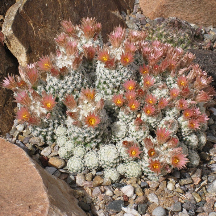 Escobaria leei, Lee’s Spiny Star Cactus, HBLU921