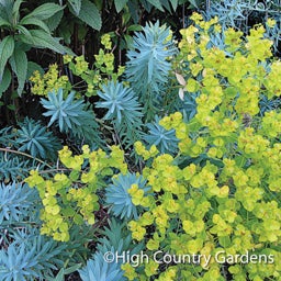 Yellow Euphorbia Blue Haze, Euphorbia Blue Haze, Blue Haze Spurge