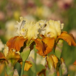 Fall Fiesta Bearded Irises