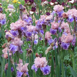 Florentine Silk Bearded Iris