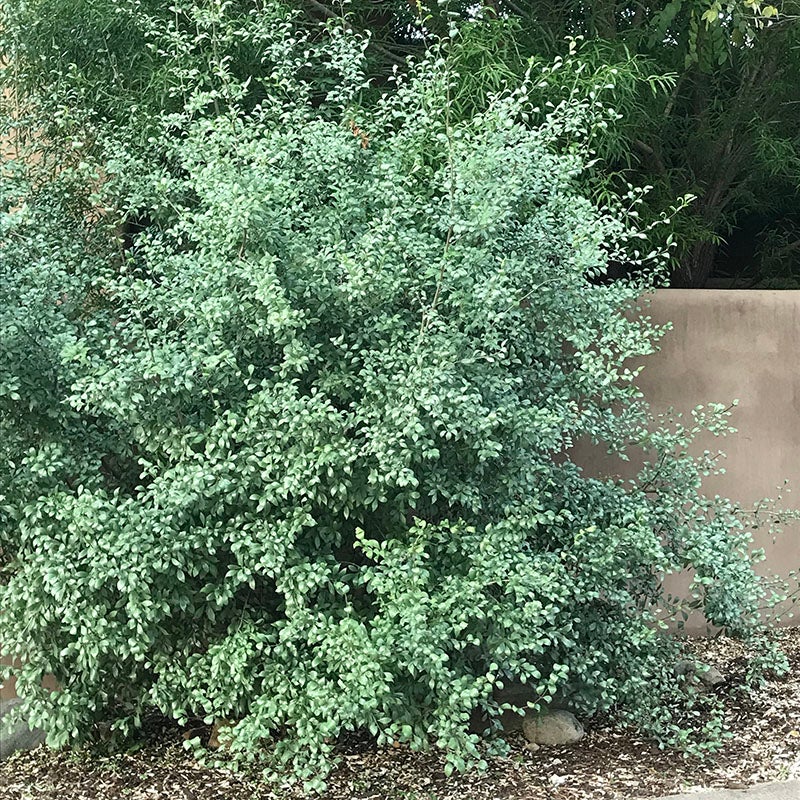 Silver Satin New Mexico Privet, Forestiera neomexicana 'Silver Satin' mature plant growing in garden, photo courtesy of David Salman
