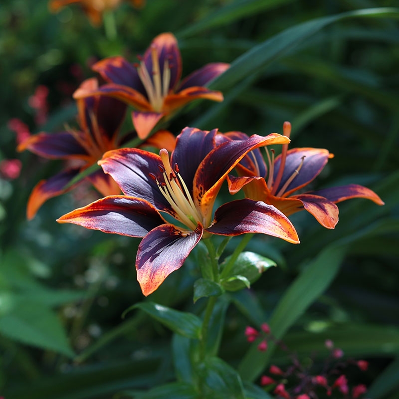 Asiatic Lily 'Forever Susan'