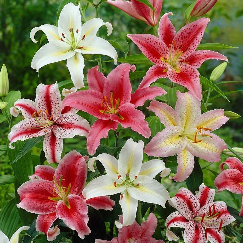 Fragrant Oriental Lily Mix