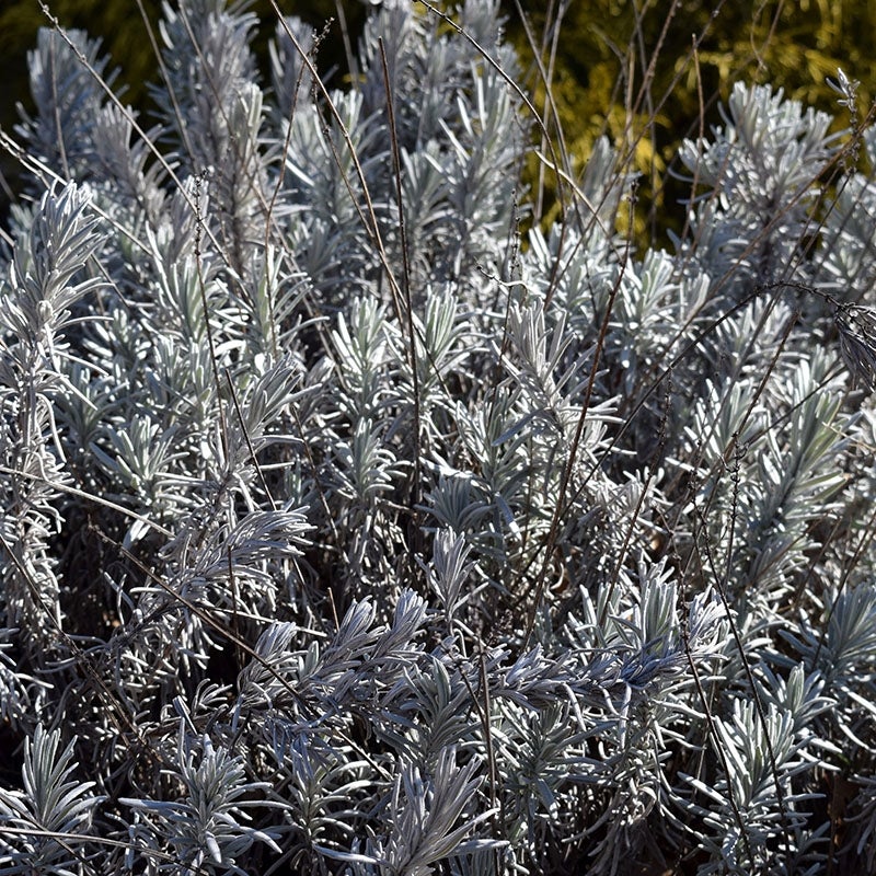 Evergreen Lavandula intermedia Fred Boutin, Fred Boutin French hybrid Lavender in winter