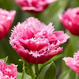 Fringed Tulip Mascotte Open bloom
