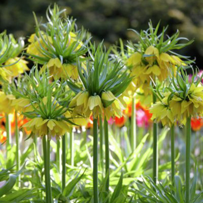 Yellow Fritillaria Bulbs, Fritillaria lutea, Crown Imperial Yellow