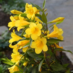 Margarita Gelsemium blooming with yellow trumpet flowers, Gelsemium sempervirens 'Margarita', Margarita Carolina Jessamine