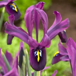 Purple Iris histrioides George, Mini Iris Bulbs, Specie Iris