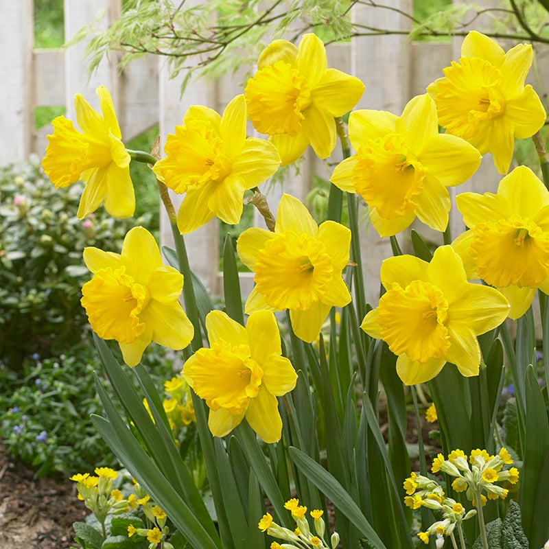 Yellow Gigantic Star Large Cupped Daffodil
