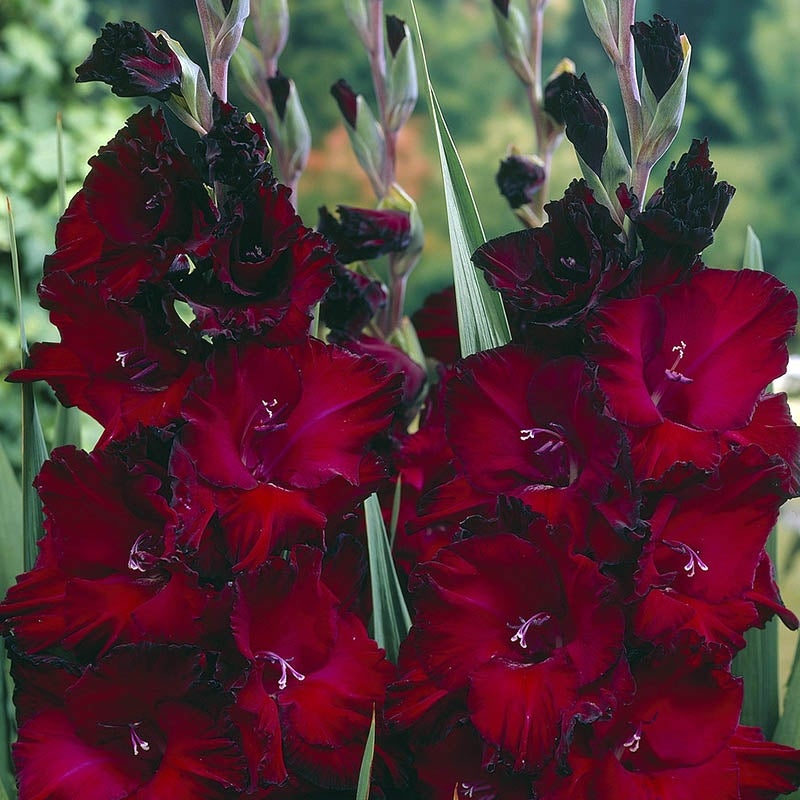Black Beauty Gladiolus Flowers Close Up