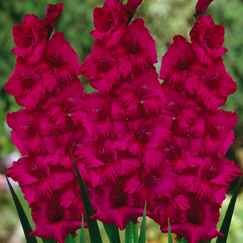 Gladiolus Plum Tart (Bulb), Purple Gladiolus, Hot Pink Gladiolus