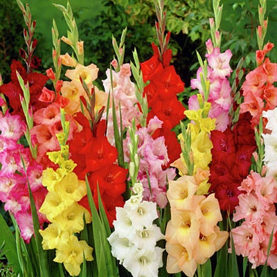 Rainbow Gladiolus Mix