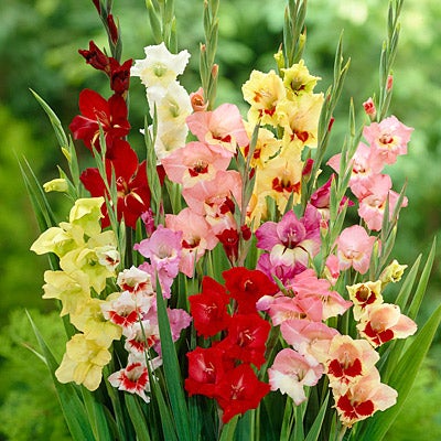 Gladiolus Parrot Mix, Gladiolus, Large Flowering Gladiolus