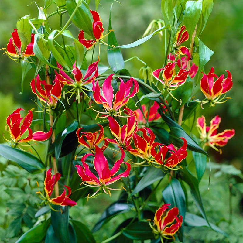 Gloriosa Lily, Gloriosa rothschildiana
