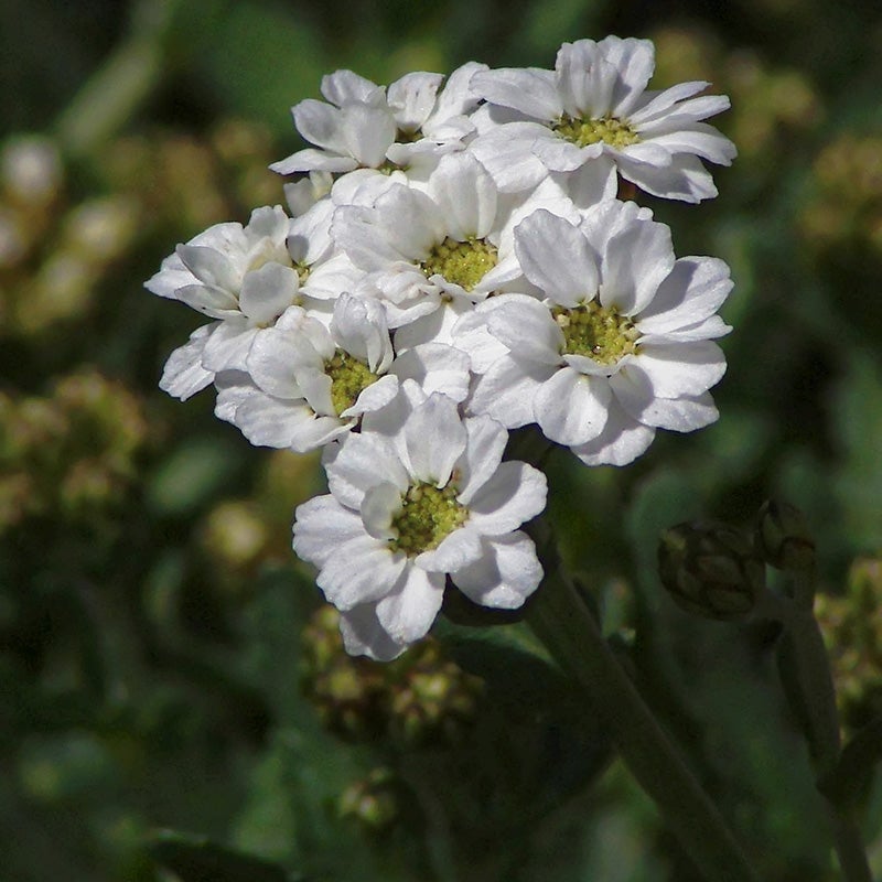 White Achillea ageratifolia, Achillea ageratifolia, Greek Yarrow, close up of flowers