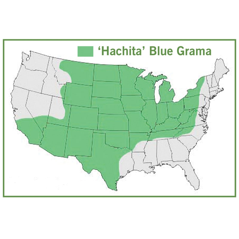 Bouteloua gracilis Hachita Map