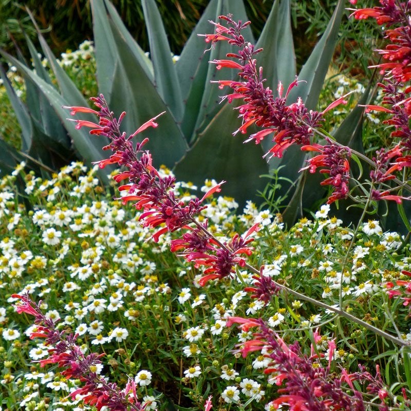 Agastache rupestris Glowing Embers with Melampodium leucanthum and Agave harvadiana