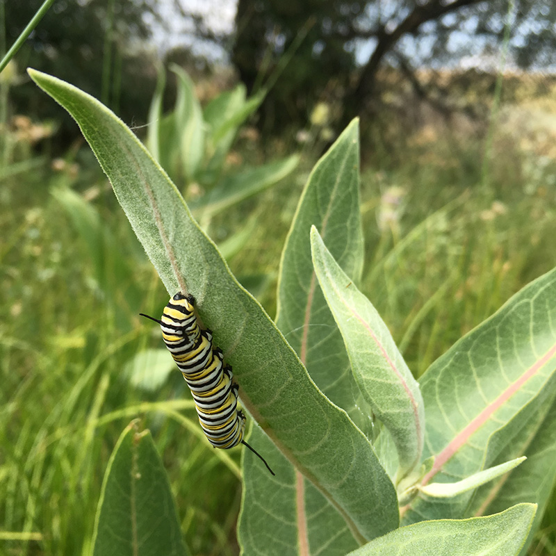 High Country Butterfly Habitat, Monarch Caterpillar grazing on showy milkweed. Image Courtesy of The US Forestry Service