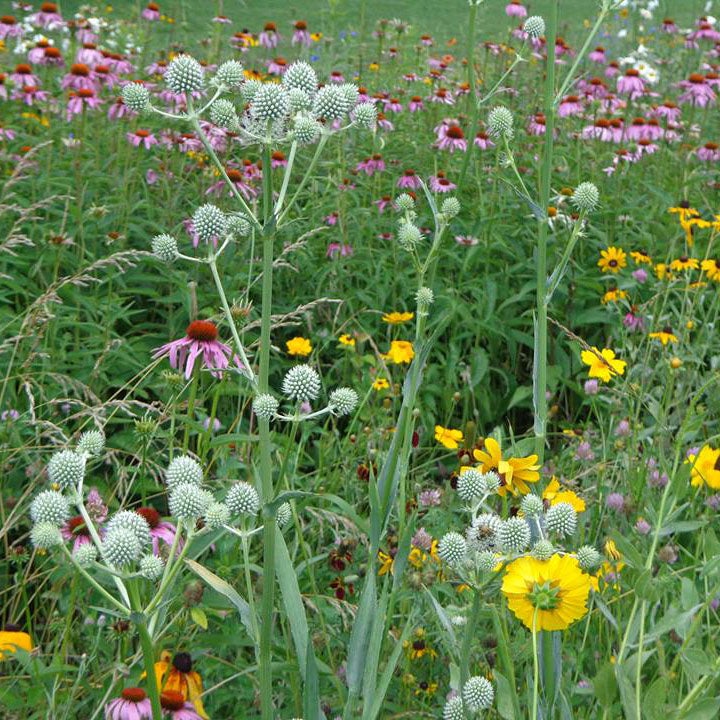 Native Midwest Wildflower Seed Mix