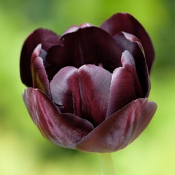 Queen of the Night Black Tulip, Tulipa ‘Queen of the Night’
