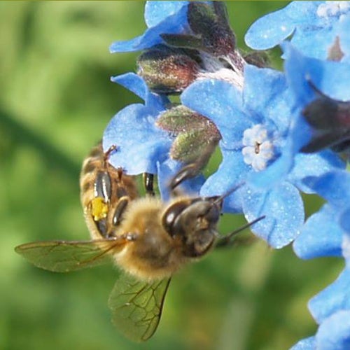 Honey Bee Wildflower Seed Mix