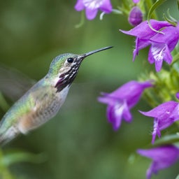 Hummingbird with Penstemon mexicali Pike's Peak Purple