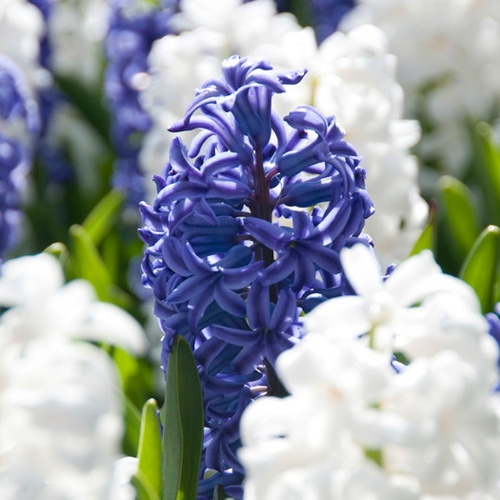 Hyacinth Bulbs Delft Blue Mix
