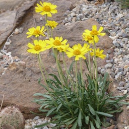 Yellow Hymenoxys acaulis v. ivesiana, Hymenoxys acaulis v. ivesiana, Western Sundancer Daisy